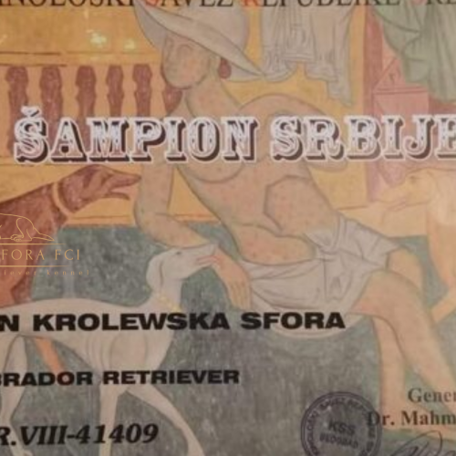 Projekt bez nazwy (20)